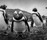 Dan Callister penguins